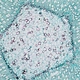 Binocular Biological Microscope