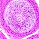Binocular Biological Microscope